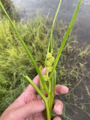Sparganium glomeratum