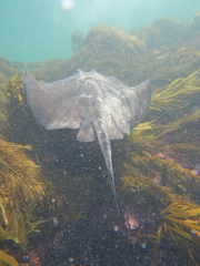 Bathytoshia brevicaudata