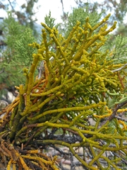Phoradendron juniperinum