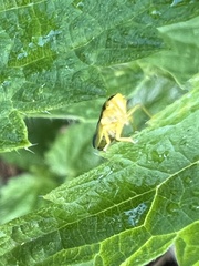 Evacanthus interruptus