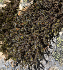 Racomitrium brevipes