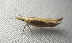 Ypsolopha dentiferella