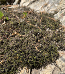 Racomitrium brevipes