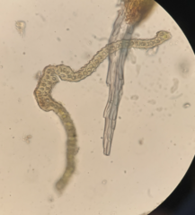 Racomitrium brevipes