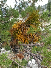 Phoradendron juniperinum
