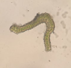 Racomitrium brevipes