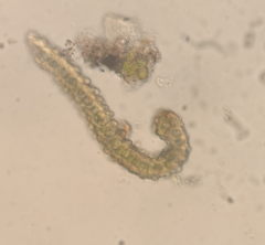 Racomitrium brevipes