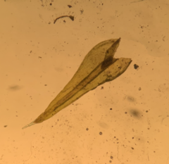 Racomitrium brevipes