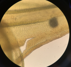 Racomitrium brevipes