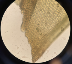 Racomitrium brevipes