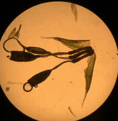 Racomitrium brevipes