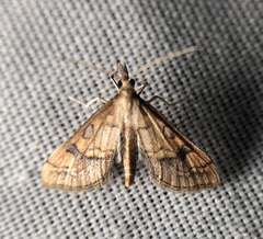 Choristostigma elegantalis