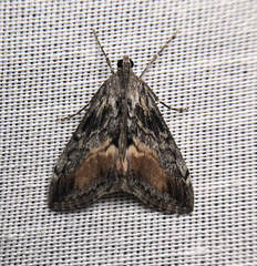 Evergestis subterminalis