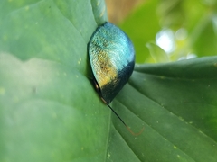 Pseudoglomeris magnifica