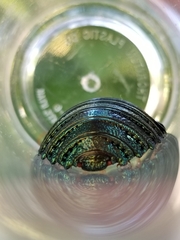 Pseudoglomeris magnifica