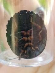 Pseudoglomeris magnifica