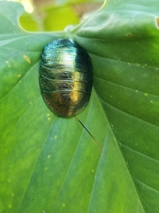 Pseudoglomeris magnifica