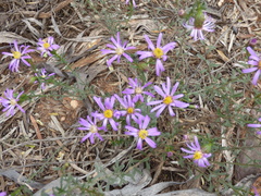 Olearia magniflora