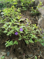 Scutellaria scordifolia