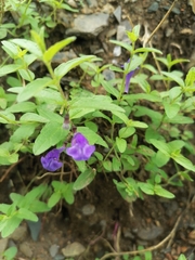 Scutellaria scordifolia