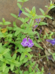 Scutellaria scordifolia