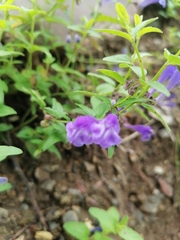 Scutellaria scordifolia