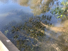 Vallisneria australis