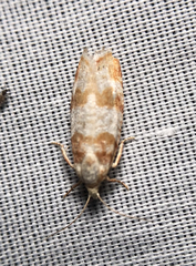 Retinia sabiniana