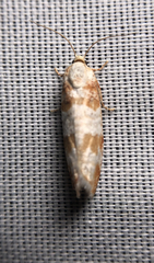 Retinia sabiniana