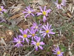 Olearia magniflora