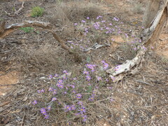 Olearia magniflora