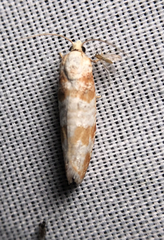 Retinia sabiniana