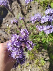 Phacelia tanacetifolia