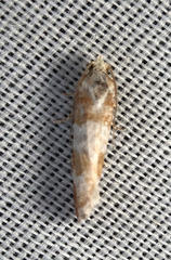 Retinia sabiniana