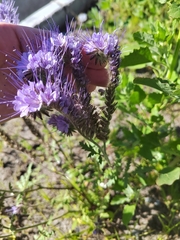 Phacelia tanacetifolia