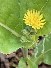 Sonchus asper