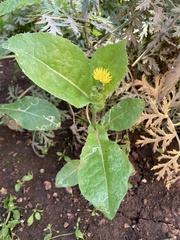 Sonchus asper