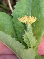 Sonchus asper