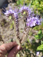 Phacelia tanacetifolia