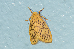 Miltochrista ashleigera