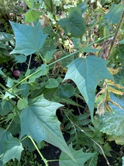 Chenopodiastrum hybridum