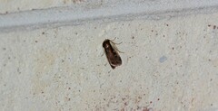 Ochropleura implecta
