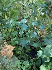 Chenopodiastrum hybridum