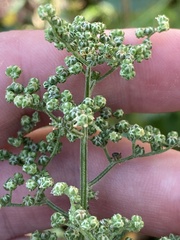 Chenopodiastrum hybridum