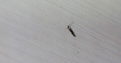 Agnippe prunifoliella