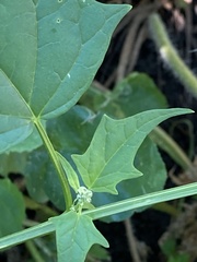 Chenopodiastrum hybridum