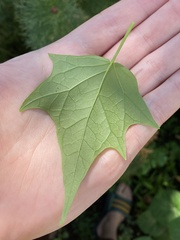 Chenopodiastrum hybridum