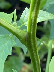 Chenopodiastrum hybridum