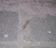 Tarentola mauritanica