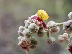 Chenopodium curvispicatum